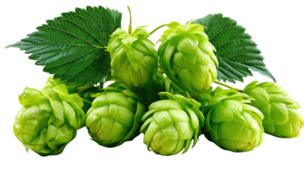 Hop Harvest: A close-up view of vibrant green hop cones, symbols of brewing, lies. The composition exudes freshness and the promise of a fine crafted beer.