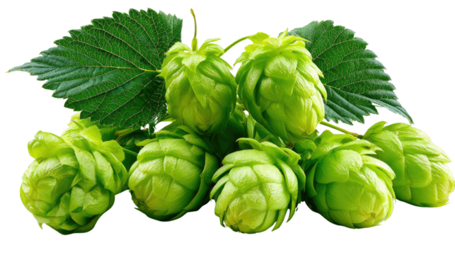Hop Harvest: A close-up view of vibrant green hop cones, symbols of brewing, lies. The composition exudes freshness and the promise of a fine crafted beer.