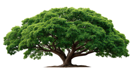 Majestic Oak: This imposing oak tree, a symbol of strength and longevity, stands in verdant splendor. Its vast canopy providing shade and shelter, embodies the timeless beauty of the natural world.