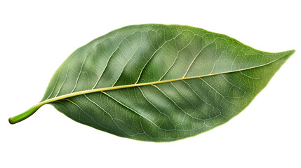 A single green leaf with prominent veins and a stem isolated against a black background studio shot