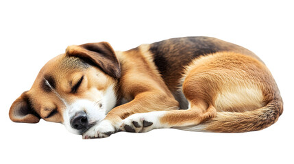 A beagle puppy curled up and sleeping peacefully on a surface with a black background behind it