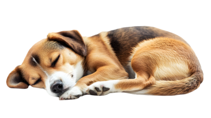 A beagle puppy curled up and sleeping peacefully on a surface with a black background behind it