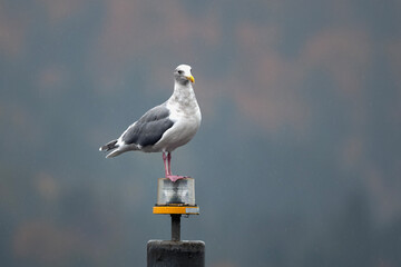 Glaucous-winged Seagull standing on beacon in rain with bokeh