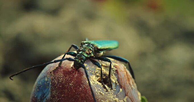 Lytta vesicatoria, Spanish fly, is an aposematic emerald-green beetle in the blister beetle family Meloidae.