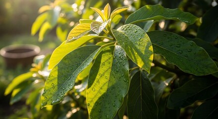 Close-up of vibrant green leaves glistening with water droplets in soft sunlight, showcasing natural beauty and freshness.