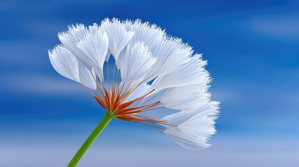 Close up macro photograph of an ice-covered dandelion seed head against a vibrant blue sky with soft clouds showcasing intricate details and frosty textures
