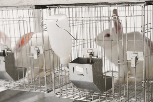 albino rabbits in the animal facility laboratory for research 