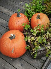 Bright orange pumpkins used as seasonal decoration