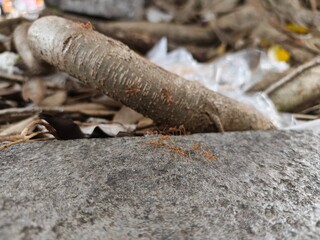 Close-up of red ants walking on rough stone near tree roots and dry leaves, showing teamwork and nature ecosystem in detailed macro view, natural outdoor daylight scene.