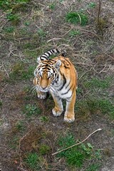 Amur tiger standing on the ground in Primorsky Krai, Russian Far East. The majestic Siberian tiger looks alert in its natural environment.