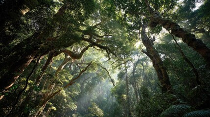 A dense, lush forest with tall, gnarled trees and a canopy of green leaves, with sunlight filtering through and casting dappled shadows.