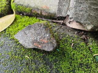 Close-up of red ants climbing over a moss-covered rock and stone wall in natural outdoor setting, showing teamwork and wildlife behavior in macro detail under soft daylight.