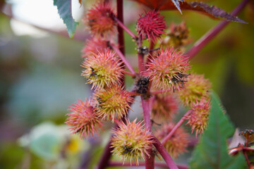 Castor oil plant (Ricinus communis) castor bean tree in garden