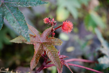 Castor oil plant (Ricinus communis) castor bean tree in garden
