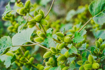Rough cocklebur ( Xanthium strumarium ) on garden, Seed are medicinal
