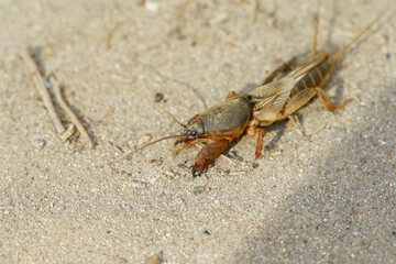 A mole cricket, with a tan body and broad forelegs.