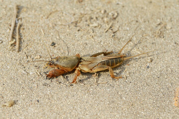A mole cricket, with a tan body and broad forelegs.