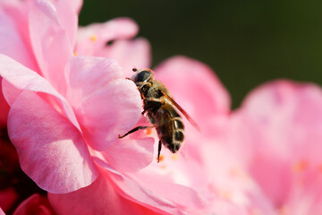 Bees, parasitic insects, outdoor photography