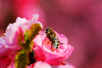 Bees, parasitic insects, outdoor photography