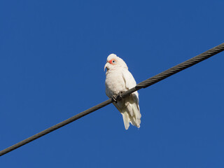  Long-billed corella, also known as long-billed cockatoo or slender-billed corella (Cacatua tenuirostris) perched on a wire with a clear blue sky background.