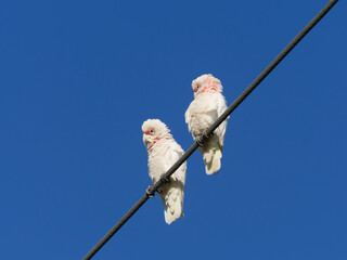  A pair of Long-billed corella, also known as long-billed cockatoo or slender-billed corella (Cacatua tenuirostris) perched on a cable with clear blue sky background