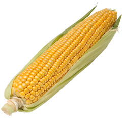 Corn isolated on white background