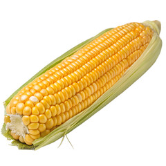 Corn isolated on white background