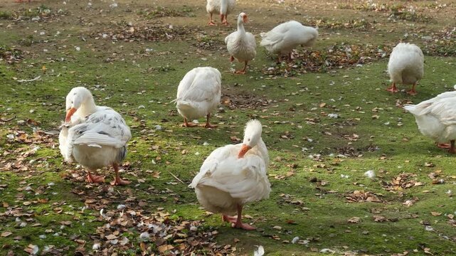 A flock of pristine white geese is engaged in feather maintenance, showcasing quiet moments of rural farm existence