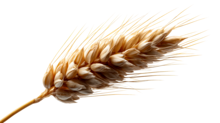 Golden Wheat Ear with Straw and Grains Isolated on White