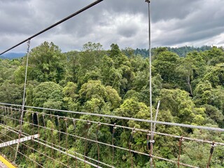 View from the side of a suspension bridge showing the metal railing, cables, and the dense forest canopy below.