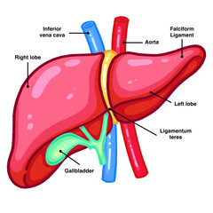 Labeled Liver Anatomy Diagram Lobar Structure, Blood Vessels and Gallbladder
