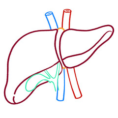 Human Liver Anatomy Outline Liver Line Art Diagram with Bile Duct and Vessels
