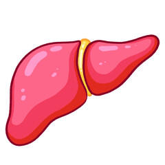 Human Liver Anatomy Basic Liver Structure Illustration