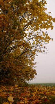 maples with yellowed autumn foliage growing at the edge of the field in foggy weather, several beautiful yellow maples in cloudy dreary weather in the autumn season