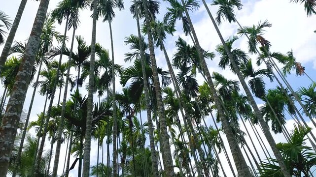 The wind sways the palm trees.