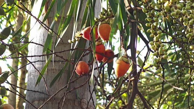 Bunch of areca nut or betel nut is the fruit of the areca palm tree.
