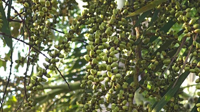 Bunch of areca nut or betel nut is the fruit of the areca palm tree.