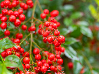 雨に濡れた南天のクローズアップ