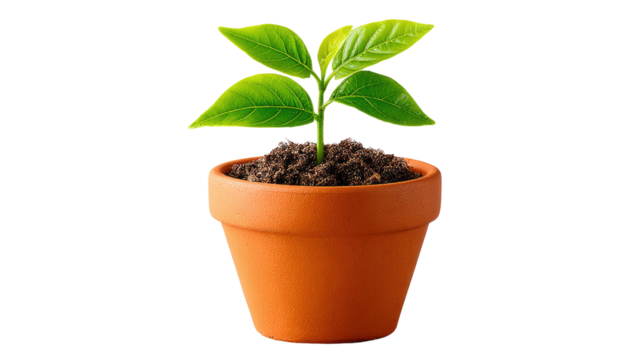 New Beginning: A young plant sprouts from rich soil in an earthenware pot, symbolizing growth, new beginnings, and the nurturing of potential.