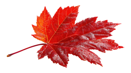 Crimson Maple Leaf: Captivating close-up of a vibrant crimson maple leaf, showcasing the intricate details of its structure and rich, fiery hues.