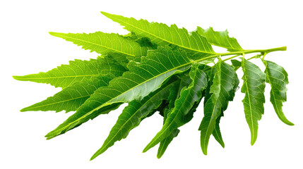 Neem Leaves : Close-up of vibrant neem leaves, showcasing the natural beauty and health benefits of this botanical wonder.
