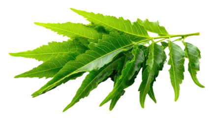 Neem Leaves : Close-up of vibrant neem leaves, showcasing the natural beauty and health benefits of this botanical wonder.