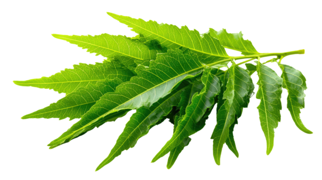 Neem Leaves : Close-up of vibrant neem leaves, showcasing the natural beauty and health benefits of this botanical wonder.