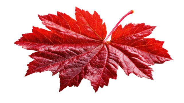 Crimson Leaf: A vibrant, close-up shot of a single, radiant crimson leaf, showcasing its intricate veins and delicate texture. The intense color evokes the warmth and beauty of the autumn season.