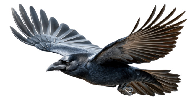 Soaring Raven: A majestic raven gracefully glides through the air, wings spread wide, showcasing its dark, lustrous plumage against a bright background, symbolizing freedom and intelligence.