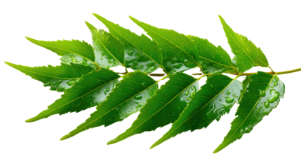 Neem Leaf Closeup: A detailed view of a vibrant neem leaf, showcasing its delicate structure and lush green color. A perfect representation of natural beauty.