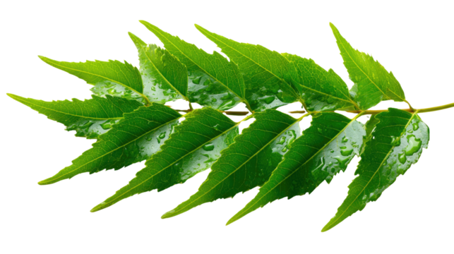 Neem Leaf Closeup: A detailed view of a vibrant neem leaf, showcasing its delicate structure and lush green color. A perfect representation of natural beauty.