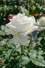 白色のバラ（ティネケ）