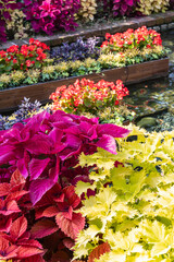 綺麗なキンランジソ（コリウス）