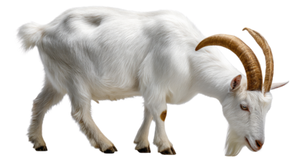 Graceful Goat: A pristine goat with majestic horns, captured in a moment of tranquil grazing, its immaculate coat contrasting with its rugged surroundings.